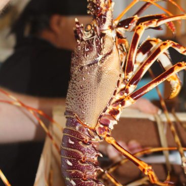 Aragosta pesce fresco ristorante crareluna chia sardegna